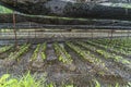 Water flowing on Wasabi plantation field at Daio Wasabi Farm. Ã¥Â¤Â§Ã§Å½â¹Ã£âÂÃ£Ââ¢Ã£ÂÂ³Ã¨Â¾Â²Ã¥Â Â´. Royalty Free Stock Photo